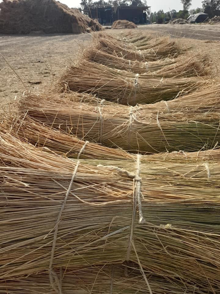 Long line flax stricks