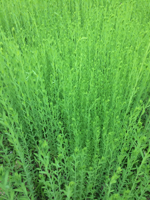 2024 crop now in stock - Nathalie Flax - Seeds - Linum Usitatissimum